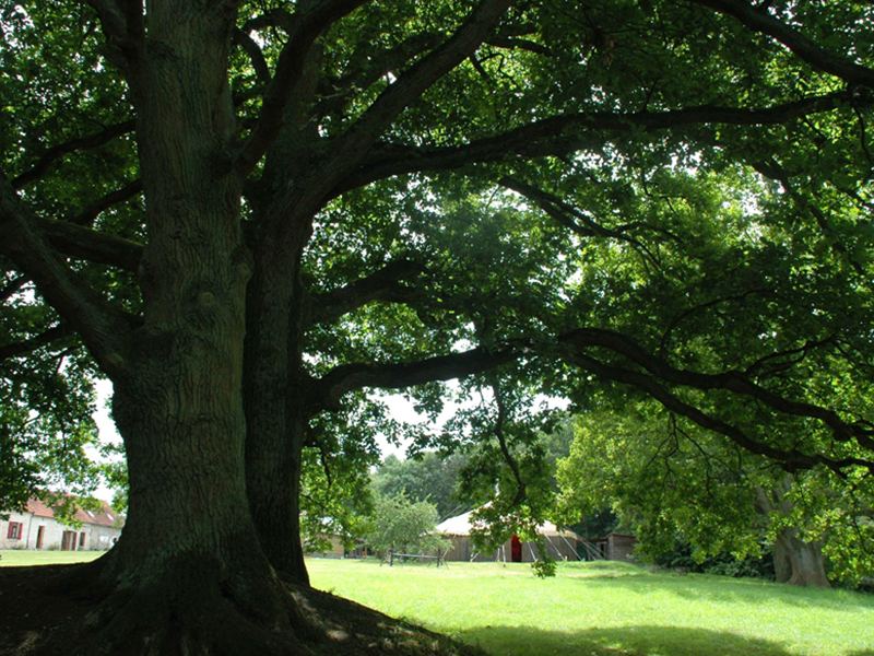 Domaine des vieux chênes_02000 PARGNY-FILAIN_3
